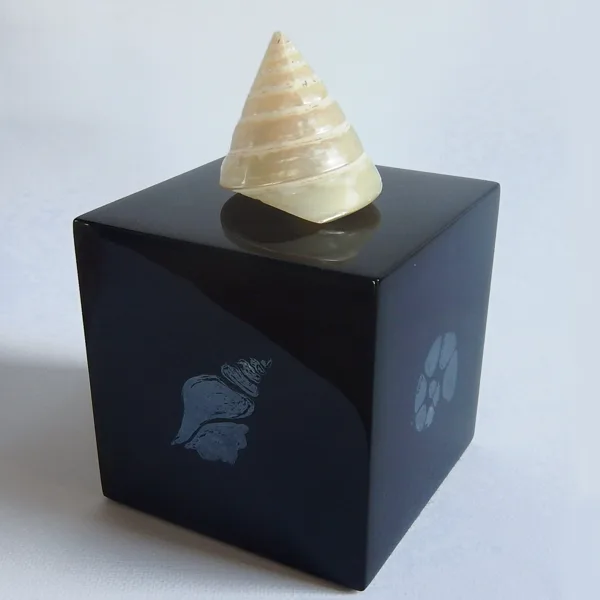empreintes nacrés [tectus pyramis] . 10x10x10
